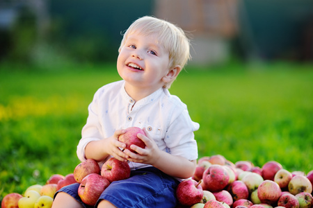 Cute toddler boy sitting on heap of apples and eating ripe apple in domestic gardenの写真素材
