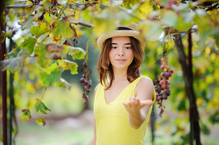 Young beautiful girl picking mellow grape in sunny day in Italy. Happy female farmer working in fruit orchardの写真素材