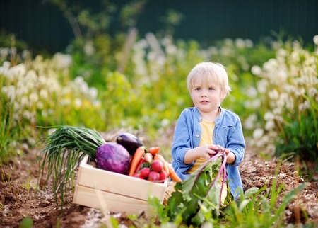 Cute little boy holding fresh organic beet in domestic garden. Healthy food for kidの写真素材