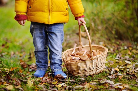 Close-up photo of little boy picking mushroom in basket. Autumn outdoors activity for kidsの写真素材