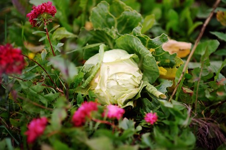 Fresh bio organic head of cabbage in the gardenの写真素材