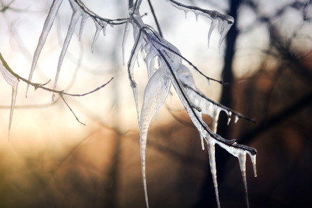Close up photo of icy tree branch on a cold winter day. Freezing/icy rainの写真素材