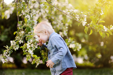 Cute little boy enjoy blooming tree with white flowers in the domestic garden in warm day.の写真素材