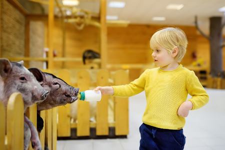 Little boy feeding pigs. Child at indoor petting zoo. Kid having fun in farm with animalsの写真素材