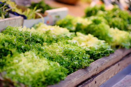 Fresh bio salad leaves on farmer market in Strasbourg, France. Typical European local farmer marketの写真素材