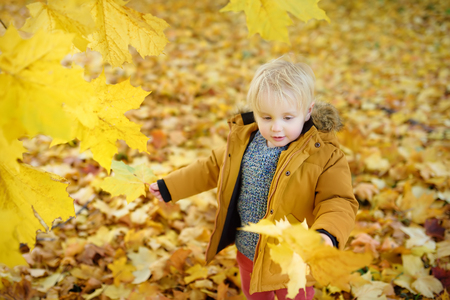 Little boy during stroll in the forest at sunny autumn day. Active family time on nature. Hiking with little kidsの写真素材