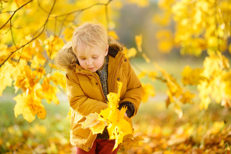 Little boy during stroll in the forest at sunny autumn day. Active family time on nature. Hiking with little kidsの写真素材