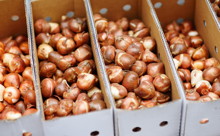 The famous Amsterdam flower market (Bloemenmarkt). Tulip bulbs. The Symbol Of The Netherlands.の写真素材