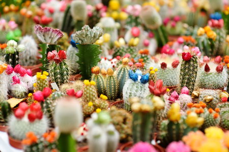 Famous flower market in Amsterdam (Bloemenmarkt). Flowering cacti. Diversity.の写真素材