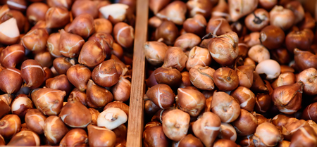 The famous Amsterdam flower market (Bloemenmarkt). Tulip bulbs. The Symbol Of The Netherlands.