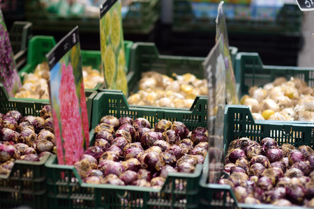 The famous Amsterdam flower market (Bloemenmarkt). Bulbs of hyacinths. Gardeningの写真素材