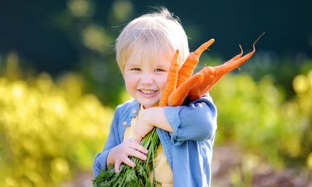 Cute little boy holding a bunch of fresh organic carrots in domestic garden. Healthy family lifestyleの写真素材