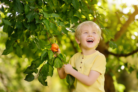 Little boy picking apples from tree. Harvesting in the domestic garden.の写真素材