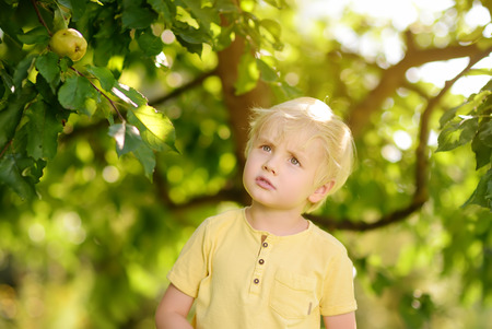 Little boy picking apples from tree. Harvesting in the domestic garden.の写真素材