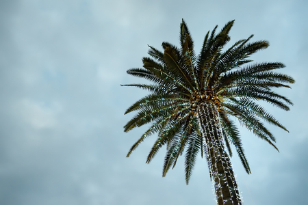 Illuminated palms at a street.Christmas time in mediterranean. Travel and tourism.の写真素材