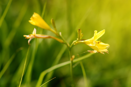 Flower yellow day daylily in domestic garden. Hemerocallis lilioasphodelus minor. Gardening.の写真素材