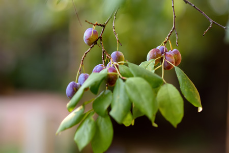 Branch of a plum tree with fruits hanging on it in the garden. Gardening.の写真素材