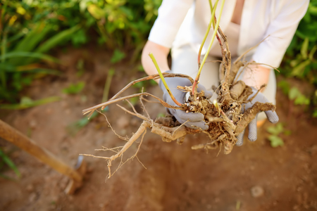 Woman replanting plant in home garden. Gardening.の写真素材