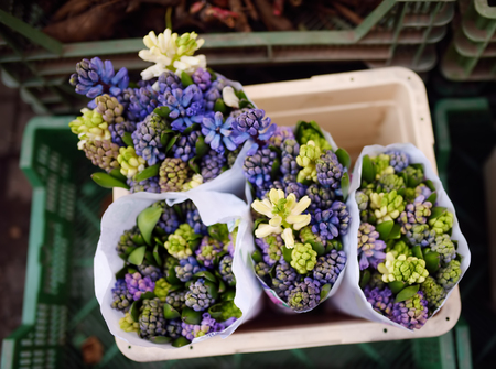 The famous Amsterdam flower market (Bloemenmarkt). Bouquets of fragrant hyacinths. Diversity.の写真素材