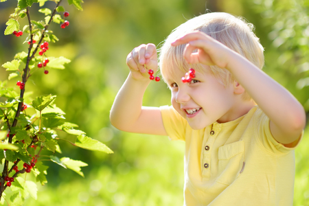 Little boy picking red currants in a domestic garden on sunny day. Outdoors activities and fun for children in summer. Mommy's helperの写真素材