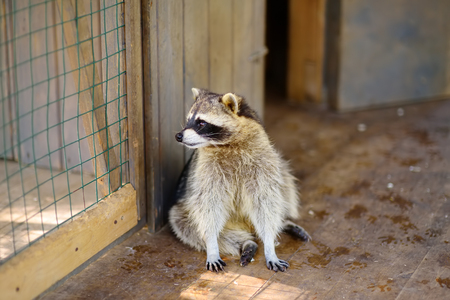 Raccoon in a cage of petting zooの写真素材