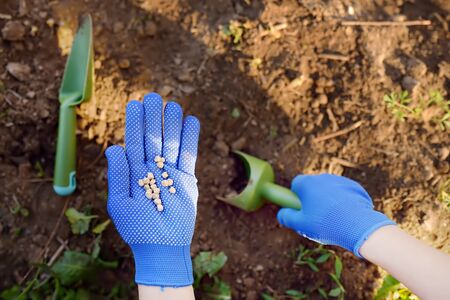 Woman plants pea seeds in bed in the garden at summer sunny day. Gardener hands, garden tools,...