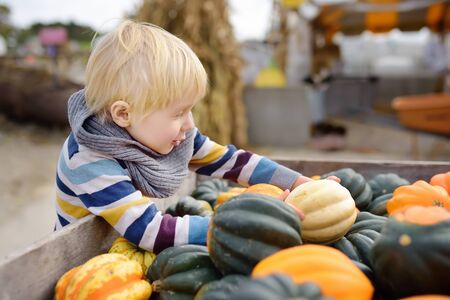 Cute little boy choosing organic pumpkin on agricultural farm at autumn.Pumpkin is traditional vegetable used on American holidays - Halloween and Thanksgiving Day.の写真素材