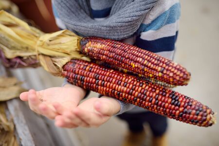 Little boy on a tour of a pumpkin farm at autumn. Child holding indian corn. Traditional autumn...