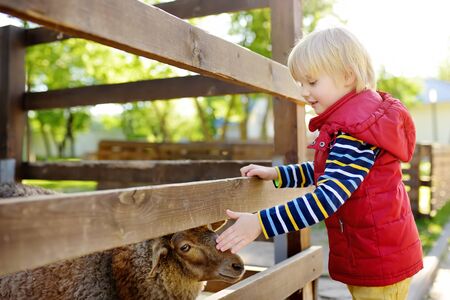 Little boy petting sheep. Child in petting zoo. Kid having fun in farm with animals. Children and animals. Fun for kids on school holidays.の写真素材