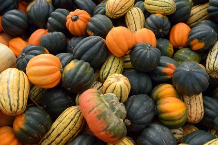 Fresh healthy bio pumpkins on farmer agricultural market at autumn. Healthy food. Pumpkin is...
