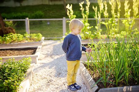 Little child is in community kitchen garden. Raised garden beds with plants in vegetable community garden. Lessons of gardening for kids.の写真素材