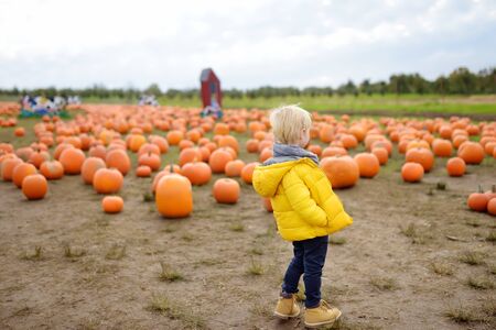 Little boy on a tour of a pumpkin farm at autumn. Child standing on large field with giant pumpkin. Traditional vegetable used on American holidays - Halloween and Thanksgiving Day.の写真素材