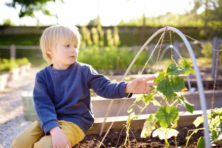 Little child is in community kitchen garden. Raised garden beds with plants in vegetable community garden. Lessons of gardening for kids.の写真素材