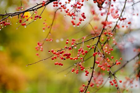 Rowan Bush with water drops on the red berries of a rainy autumn day. Beauty of nature.