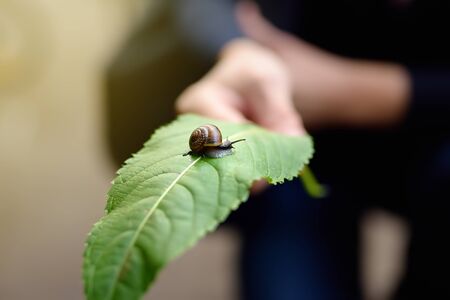 Big garden snail in nature. Snail gliding on the wet leaf. Wildlife in the city. Close-up photo.の写真素材