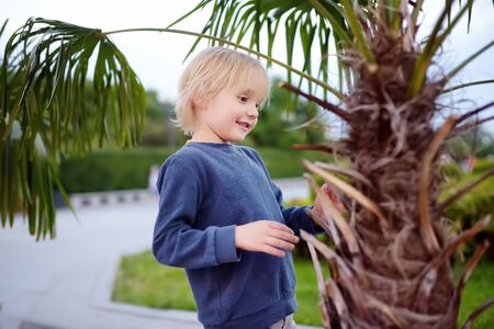 Little boy exploring palm tree. Child first time sees palm tree. Activity for inquisitive child. Travel and tourism.の写真素材