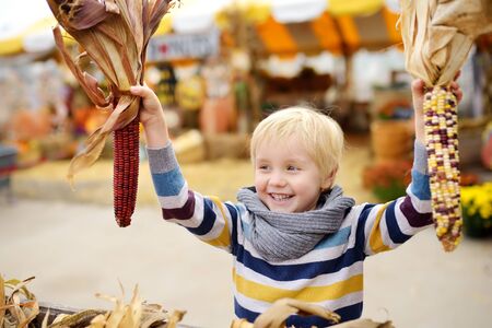 Little boy having fun on a tour of a pumpkin farm at autumn. Child holding indian corn. Traditional autumn agricultural market. Holidayの写真素材