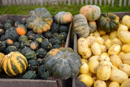 Various of fresh healthy bio pumpkins on farmer agricultural market at autumn. Pumpkin is traditional vegetable used on American holidays - Halloween and Thanksgiving Day.の写真素材