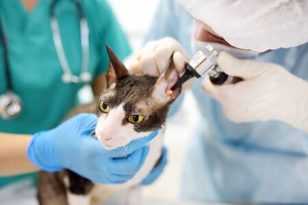 Two veterinarian doctor checking the ears of cat of the breed Cornish Rex with otoscope in veterinary clinic. Pet health.の写真素材