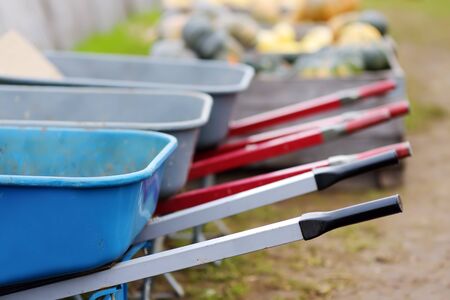 Row of wheelbarrows ready for the harvesting on pumpkin farm at autumn. Pumpkin is traditional vegetable used on American holidays - Halloween and Thanksgiving Day.の写真素材