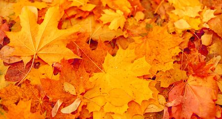 Background of group autumn yellow leaves