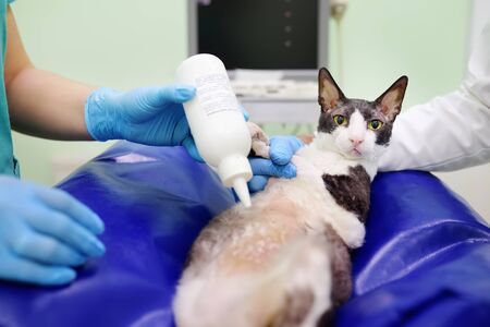 Two veterinarian doctor are going to do ultrasound scan of cat during examination in veterinary clinic. Pet health.の写真素材