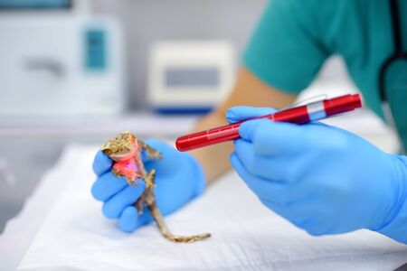 Veterinarian examines a gecko in a veterinary clinic. Exotic animals. Health of pet.の写真素材