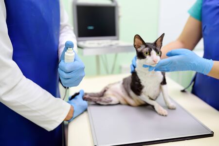 Two veterinarian doctor are going to do an x-ray of the breed Cornish Rex cat during the examination in veterinary clinic. Focus on the button of r-xay. Pet health.の写真素材