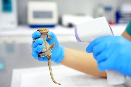 Veterinarian doctor is measuring temperature geko. Exotic animals. Health of pet.の写真素材