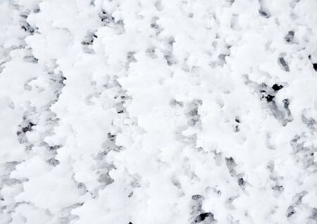 Iced foam on Baltic sea coast. Texture. Background