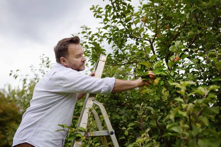 Mature man picking apples in orchard. Person stands on a ladder near tree and reaching for an apple....