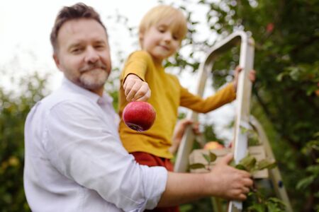 Little boy with his father picking apples in orchard. Harvesting in the domestic garden in autumn....