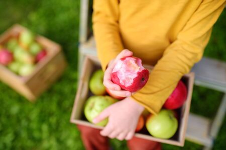 Little boy picking harvest of apples in orchard. Child holding wooden box with harvest and eating red ripe apple. Harvesting in the domestic garden in autumn.の写真素材
