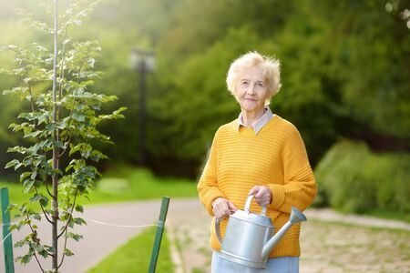 Senior woman volunteer watering a tree from watering can in a public park or community garden. Caring for the environment.の写真素材
